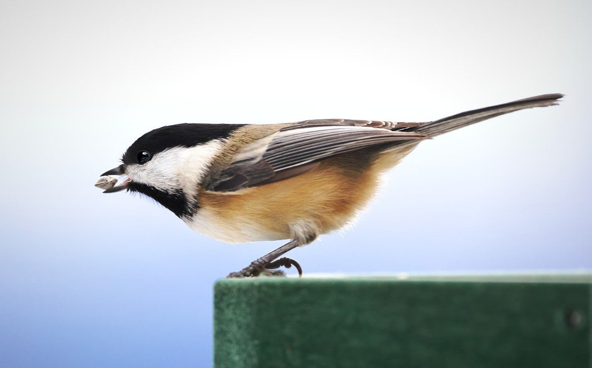 Guide pour bien nourrir les oiseaux
