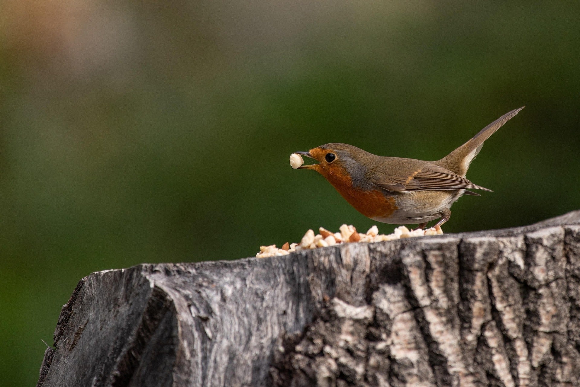 Quand installer une mangeoire à oiseaux ?