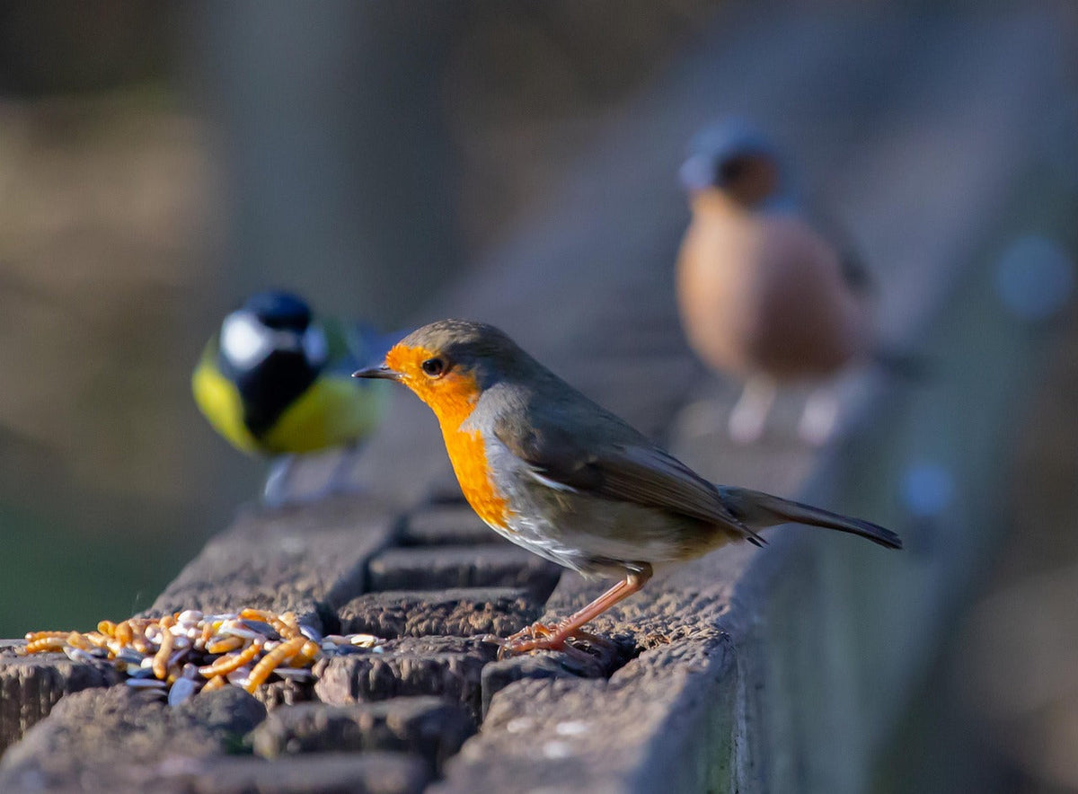 Le guide pour accueillir des oiseaux dans son jardin