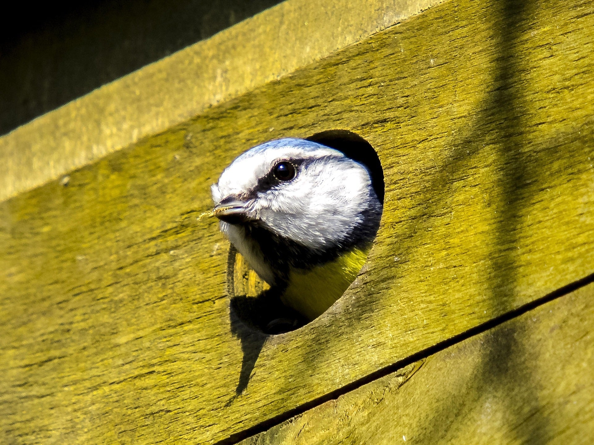 Guide pour installer un nichoir dans son jardin