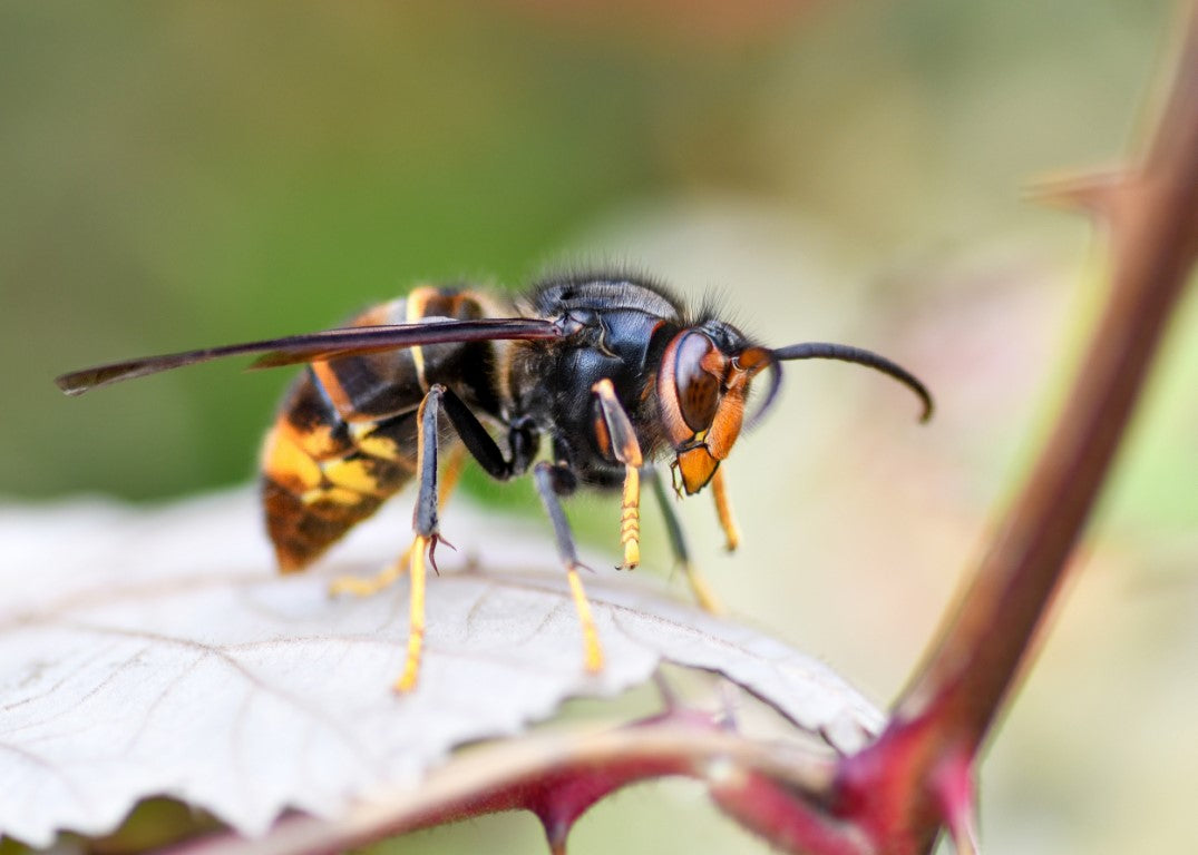 Piège à frelon asiatique : comment protéger son jardin efficacement ?