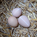Faux œuf artificiel factice de poule pondeuse - pour aider à la ponte de vos poules