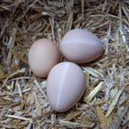 Faux œuf artificiel factice de poule pondeuse - pour aider à la ponte de vos poules