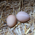 Faux œuf artificiel factice de poule pondeuse - pour aider à la ponte de vos poules La Buse Qui File