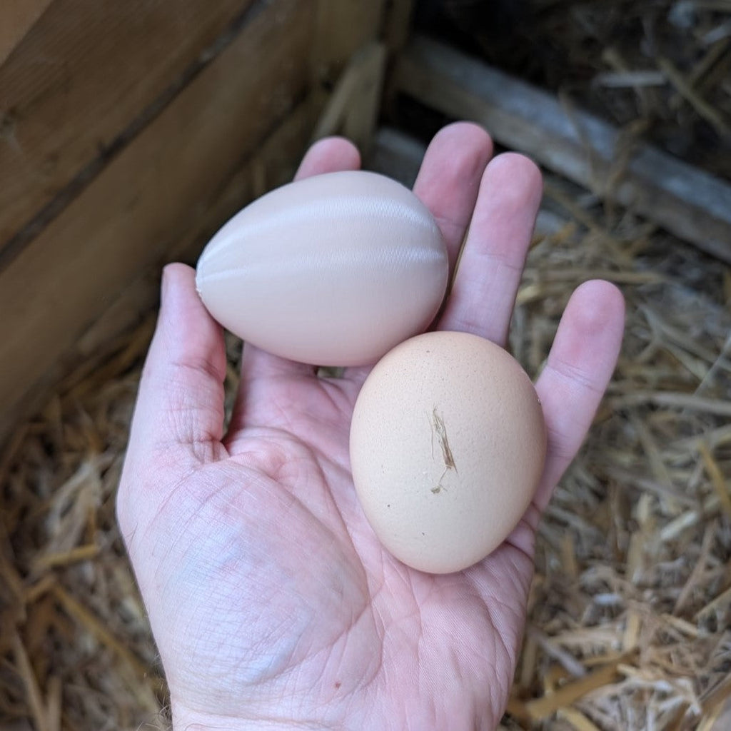 Faux œuf artificiel factice de poule pondeuse - pour aider à la ponte de vos poules La Buse Qui File