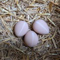 Faux œuf artificiel factice de poule pondeuse - pour aider à la ponte de vos poules La Buse Qui File